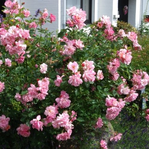 Rosen Gärtnerei - floribundarosen - rosa - Rosa Märchenland® - mittel-stark duftend - Mathias Tantau, Jr. - Die Blume der 1946 veredelten Sorte Marcheland kann sogar aus 40 Blüten bestehen. Sie blüht durchgehend, ihr Duft ist schwach aber angenehm.